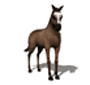 epona