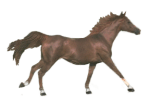epona