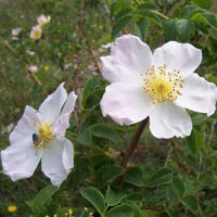 rosa