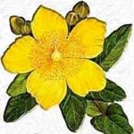 AA